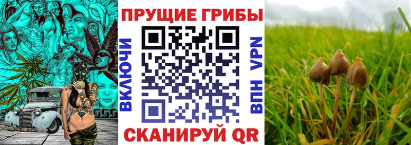 Галлюциногенные грибы MAGIC MUSHROOMS  цена наркотик  Чебоксары 